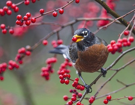 An American robin eats a winterberry
